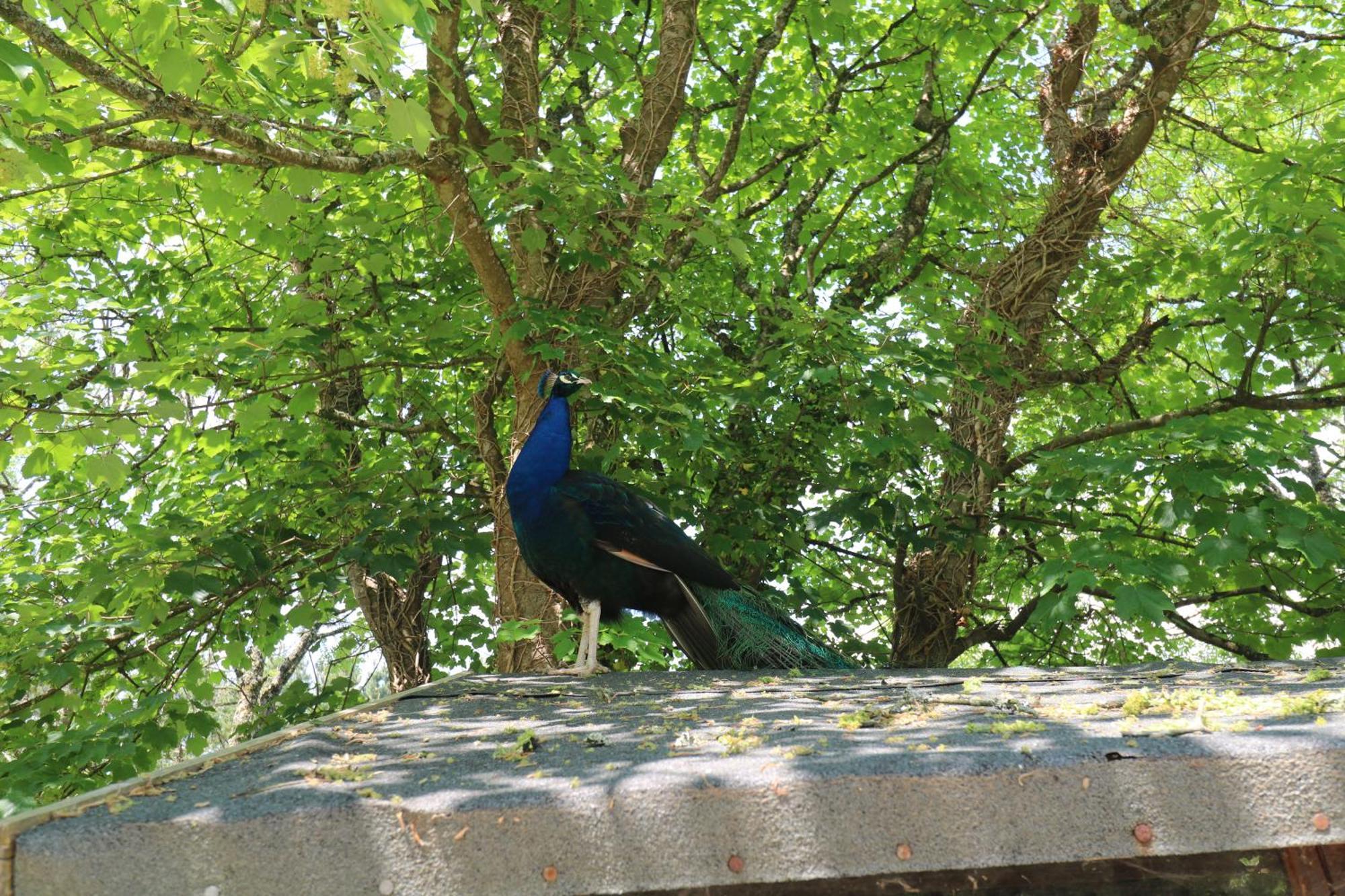 Beggars Roost Villa Truro Buitenkant foto